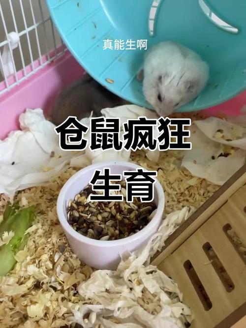 ����Ԥ��2020���� ʥ��Ԥ�Ե�2019��Ӧ�黹ʣ����