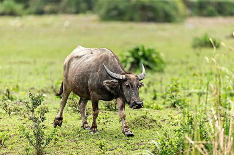 2025��ţ��ÿ���˳����