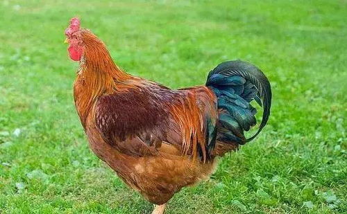 2025虎年男孩子起名字如何选择夫妻宫日支搭配才更好(2025虎年男孩子起名字是否会影响夫妻宫日支的运势) 2025虎年男孩子起名字如何选择夫妻宫日支搭配才更好(2025虎年男孩子起名字是否会影响夫妻宫日支的运势)