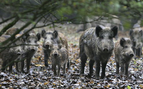 �ص���ǩͼ����ȫ_��ż����˹�ϵ���(�ص���ǩͼ����ȫ��ο�����ż����˹�ϵ)