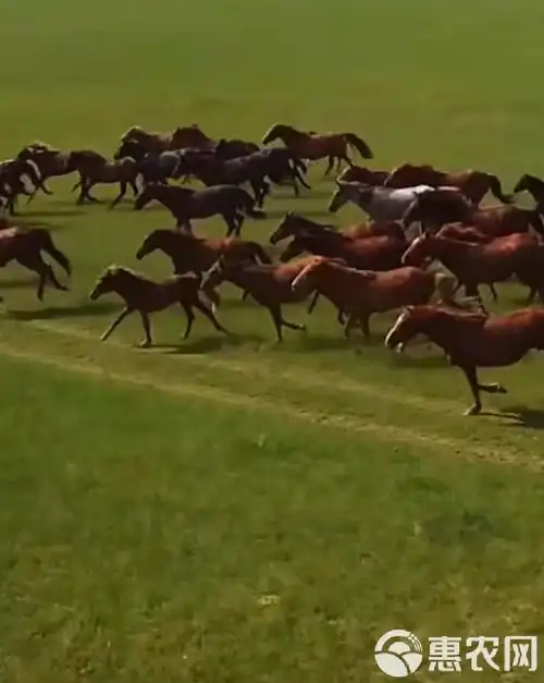 �Ű�֥����÷����Ű�֥���������Լ�ʮ����