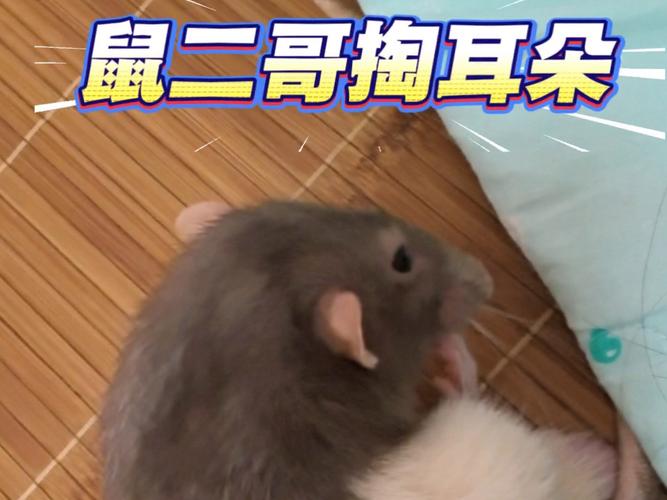 �ű̳��ı����ű̳��ĳ���