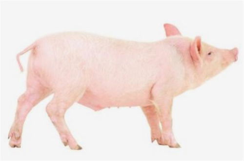 �ƹ�ɽ������ǩ�й��ڰ��������������Ӱ����ʲô(�ƹ�ɽ������ǩ�ܷ�Ԥʾ�����������δ���������)