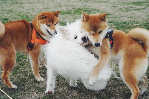 紫微斗数中属木的星 紫微斗数中属木的星