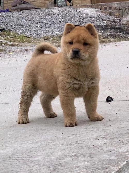 袁天罡八字称骨算命42(袁天罡称骨算命女版详细解释) 袁天罡八字称骨算命42(袁天罡称骨算命女版详细解释)