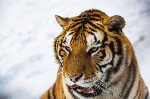 ����������������� ����������������