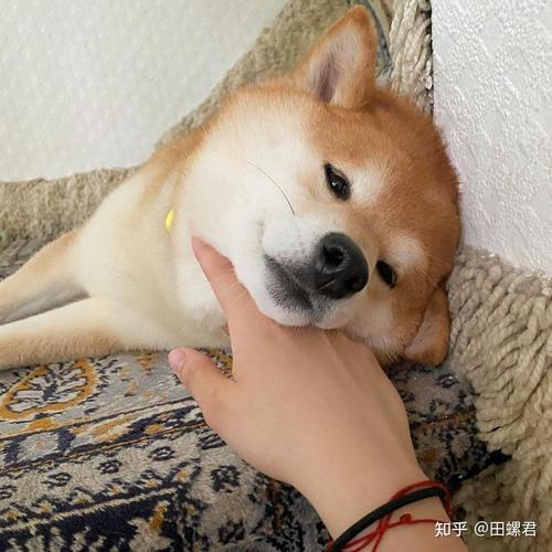 ����2025������  ����2025���Ƽ��˳����