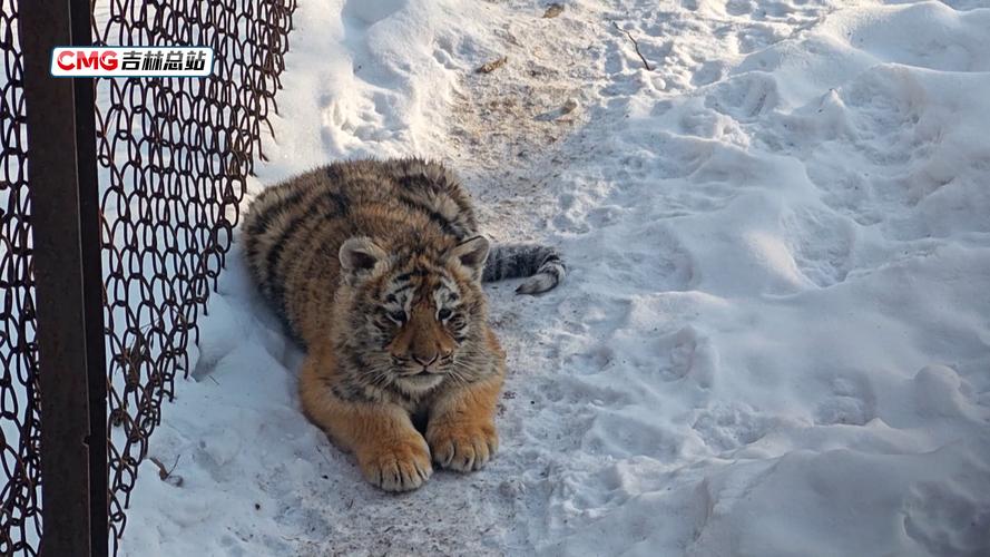 ƴɾǩ13ͥìλ(ƴɾǩ13ͥìܺʱɢ)