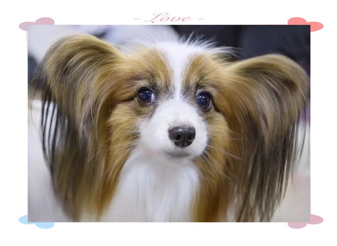 天秤座明天考试的运势如何 天秤座学习运势近期 天秤座明天考试的运势如何 天秤座学习运势近期