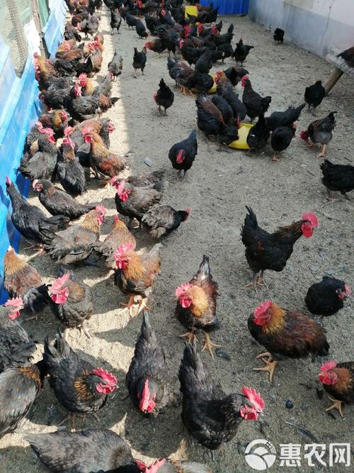 2022��ÿ�����д��´�����ձ�������ƽ�����У�������������� (2022��ÿ��ţ��)