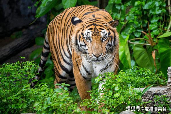 刘姓女孩起名带腾字好吗是否会影响夫妻关系的和谐(刘姓女孩起名带腾字好吗_是否能平息夫妻间的矛盾与冲突) 刘姓女孩起名带腾字好吗是否会影响夫妻关系的和谐(刘姓女孩起名带腾字好吗_是否能平息夫妻间的矛盾与冲突)