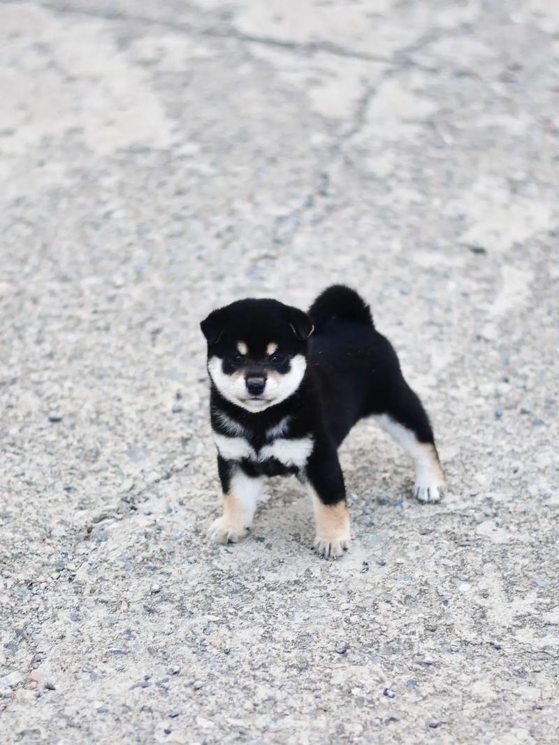 剪测字会不会导致感情生活的单调乏味(剪测字是否暗示你的感情生活过于单调让人担忧) 剪测字会不会导致感情生活的单调乏味(剪测字是否暗示你的感情生活过于单调让人担忧)