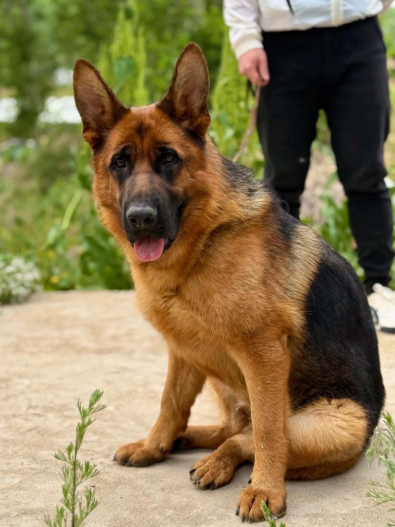 盂兰盆节的来历 从哪里流传开的 盂兰盆节的来历 从哪里流传开的