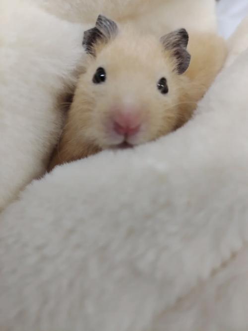 十二星座手工水晶鞋图片 十二星座手工娃娃鞋 十二星座手工水晶鞋图片 十二星座手工娃娃鞋