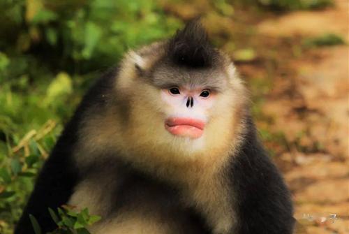 93��ũ����Ф���������Ƿ��Ӱ�컷����Ӧ����(93��ũ����Ф���������ܸ�����Ӧ�����仯)