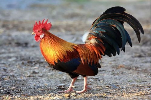 ����1994������������(�������� 1994��ũ�����³�����ʱ�����������ҵĻ�������Ů)