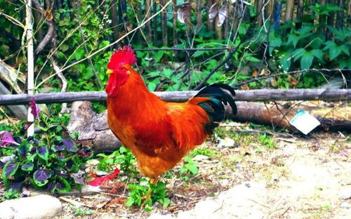 梧桐花的含义 在古诗词中的意思 梧桐花的含义 在古诗词中的意思