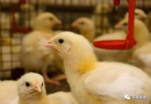 ���������������ô�ƽ� ��������������ܳ�������ʲô��˼��