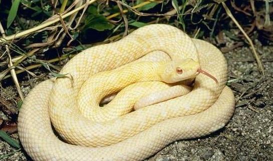 �ſ������龭���ſ�����һ���Ϲ�