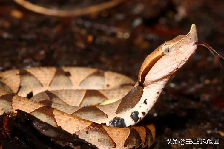 ����3��28����Ф������������Ӱ��ծ��������(3��28����Ф������������Ӱ��ծ�������������)