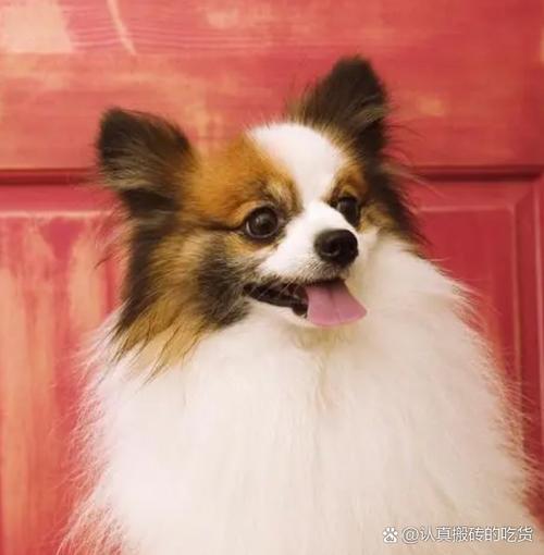 1925����ţ��ʲô��,1925������˵�����