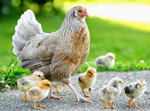 ʷ������ĵĵ��Ӿ� ʷ������ĵĵ��Ӿ����ʲô