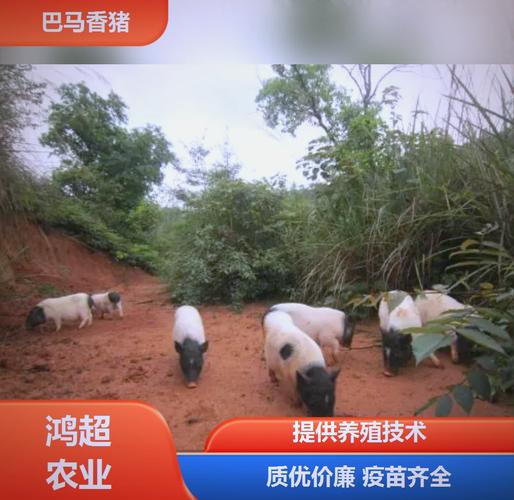 �ص���ǩ51ǩ��ǩ����_��Ծ�����������(�ص���ǩ51ǩ��ǩ���˾������_��Ĳ����Ƿ��ܵ�Ӱ��)