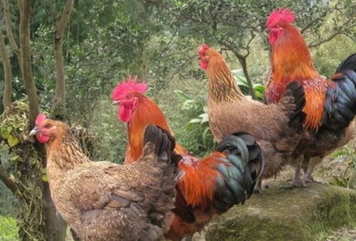 庭院中水池布置方位及布局宜忌(池塘风水禁忌图解图片视频) 庭院中水池布置方位及布局宜忌(池塘风水禁忌图解图片视频)