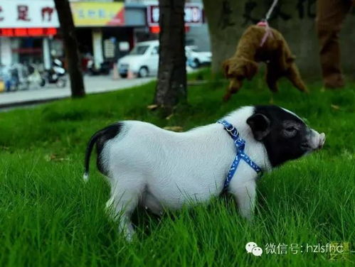 ��ЫŮ��һ�����Ϣ,��������ЫŮ�ǰ������