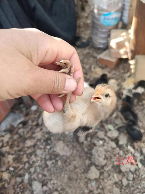 ��Ы���в��˸�������2024�� ��Ы�����°��������