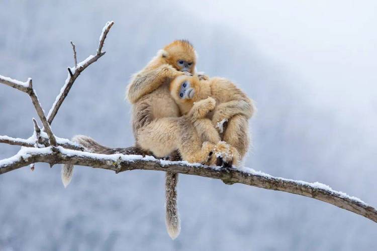 �����֣�����Ц�����谮Ů�ѵ�������TOP4