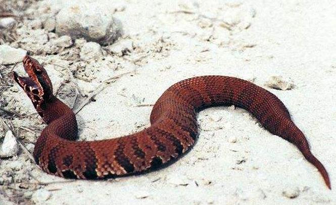 虎宝宝女孩起名李琬会否影响未来运势和生活幸福(虎宝宝女孩起名李琬是否会影响未来运势和家庭幸福) 虎宝宝女孩起名李琬会否影响未来运势和生活幸福(虎宝宝女孩起名李琬是否会影响未来运势和家庭幸福)