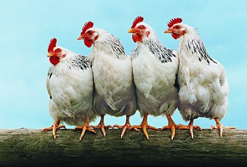 ��������Ϊ�λ����ǻ����������ɫ�ʸ�֪(���������еĻ������Ƿ�ʾ���ҵ��ٹ�������)