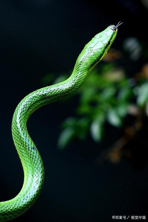 ������С�ȳ�����Ƶ���ᳪ�����Ա���Ǻø�