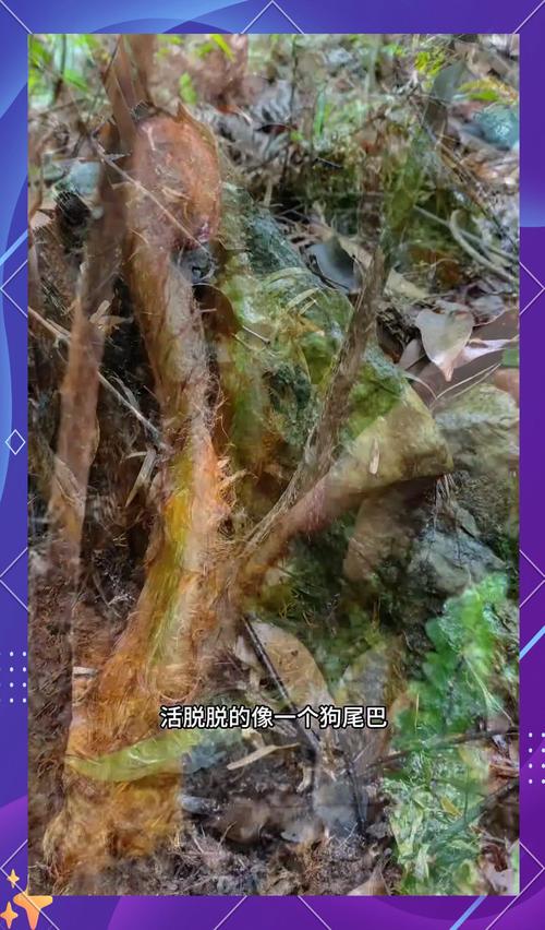 ���ݻ�����Ӫָ�Ӳ�