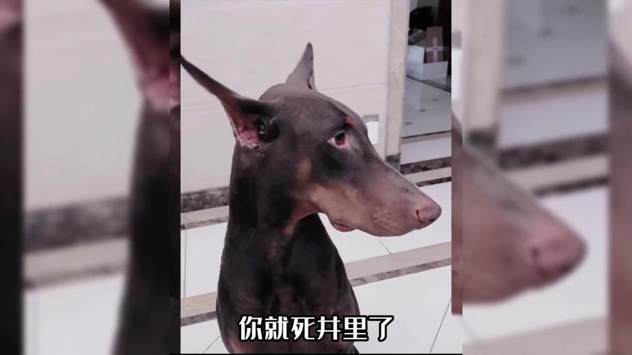 2025年8月哪天提车好日子 2025年8月适合提车吗 2025年8月哪天提车好日子 2025年8月适合提车吗