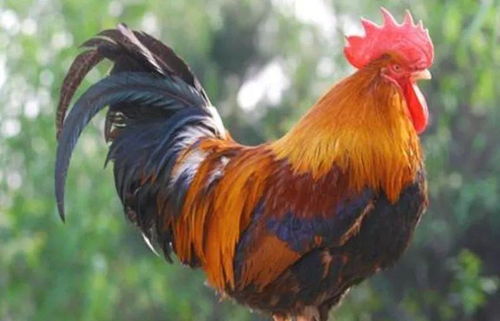 莱芜四个字的公司起名字会不会影响家族运势和兴衰呢(莱芜四个字的公司起名字是否会影响未来发展与运势吗) 莱芜四个字的公司起名字会不会影响家族运势和兴衰呢(莱芜四个字的公司起名字是否会影响未来发展与运势吗)