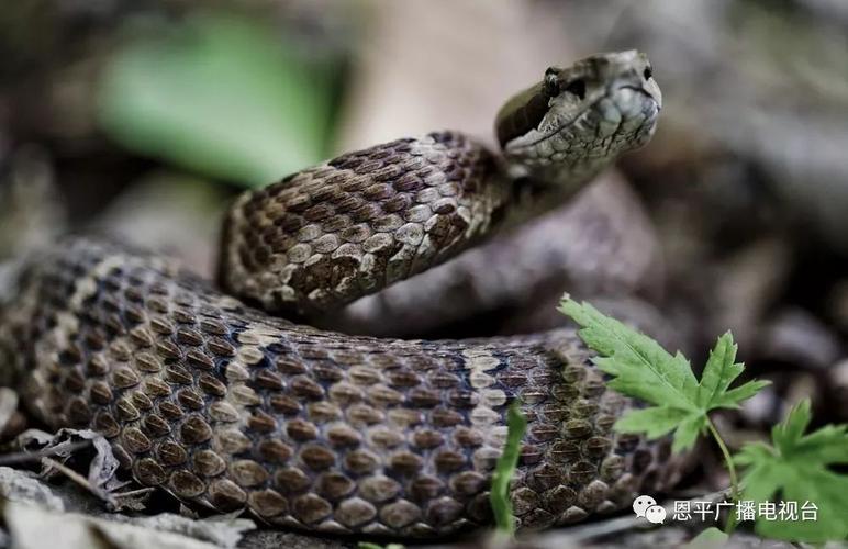 ��������ϼ���� ��������ϼ��