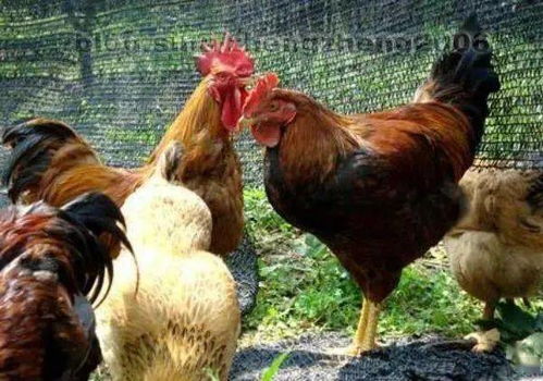 ��˾������ҵ���Ӱ��������ϰ�ߵ����й�ϵ(��˾������ҵ���Ӱ�����ǵĻ������ϰ���Ƿ����Ǳ������)