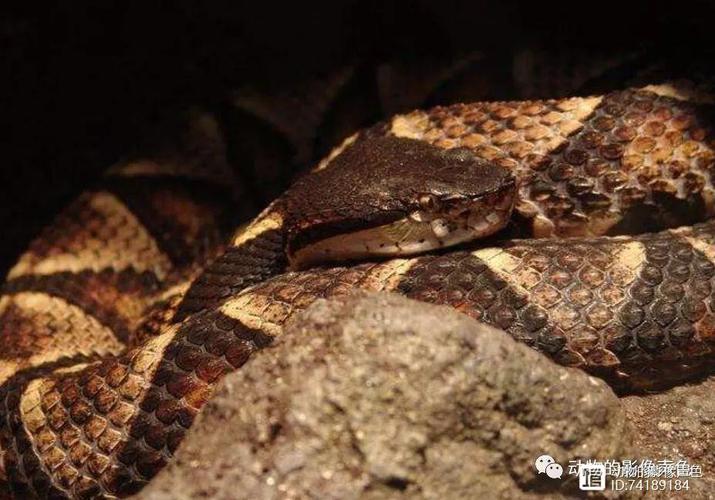 �ܹ����ξ�ѵ���䣬У԰�ഺ���ӿ��