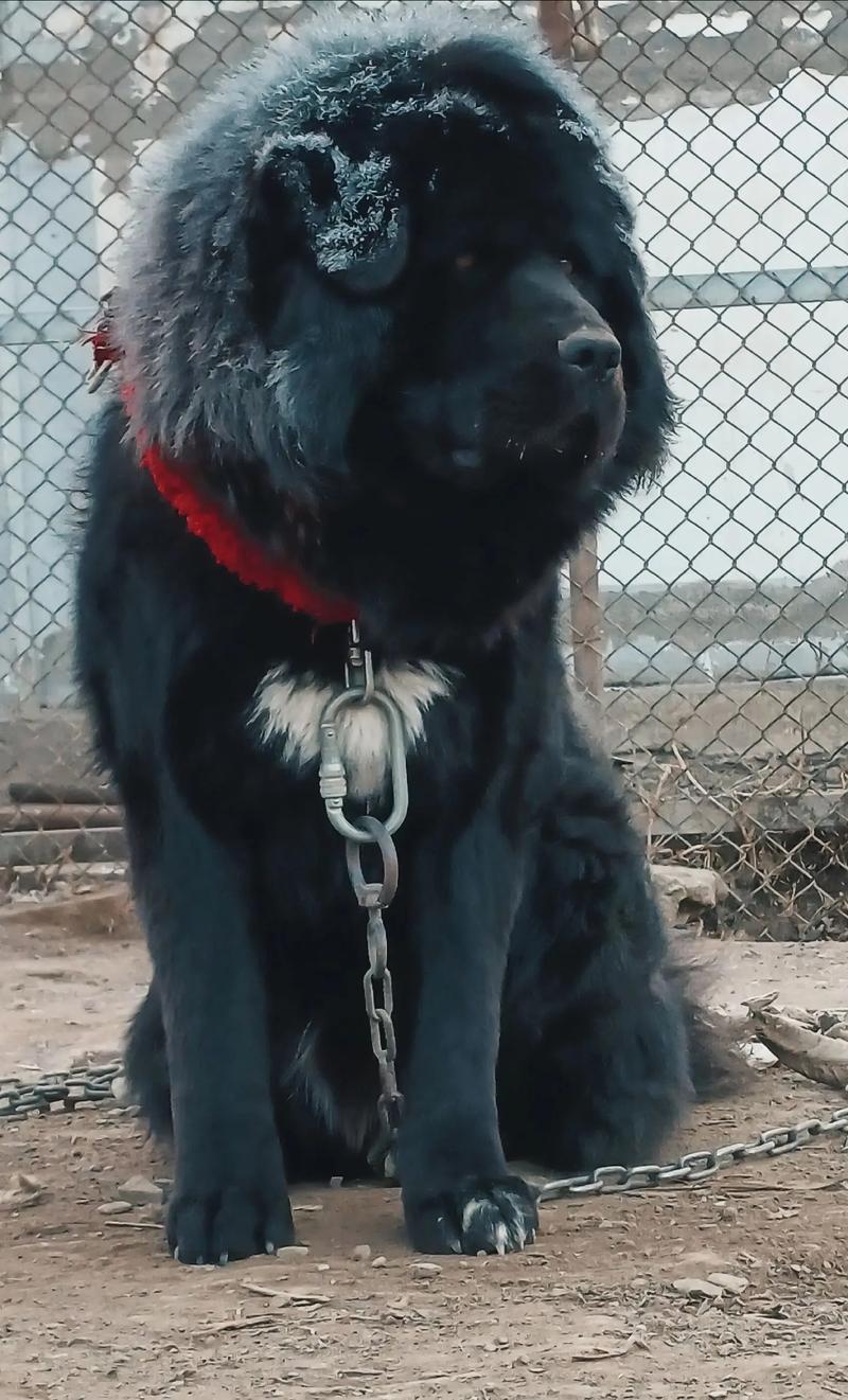 黄大仙解签第77,如何提升子嗣生活品质(黄大仙解签第77_子嗣签_生活品质追求是否有隐忧) 黄大仙解签第77,如何提升子嗣生活品质(黄大仙解签第77_子嗣签_生活品质追求是否有隐忧)