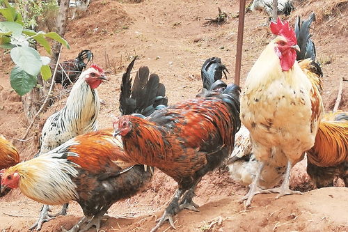 ���ֲ����ܷ�����Σ�����ضɹ��ѹ�(���ֲ����ܷ���ЧӦ��Σ�����ش���������)