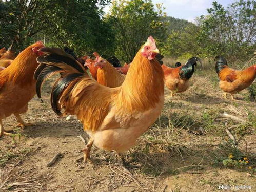 �ƴ���100ǩ��ǩ_��ĸְҵ�Ƿ�˳��(�ƴ���100ǩ��ǩ_��ĸְҵ���Ӱ���ͥ�Ƹ�����)