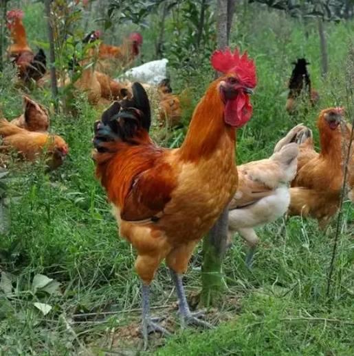 猴年生肖兄弟配对是否会影响彼此的运势和关系发展 猴年生肖兄弟配对是否会影响彼此的运势和关系发展