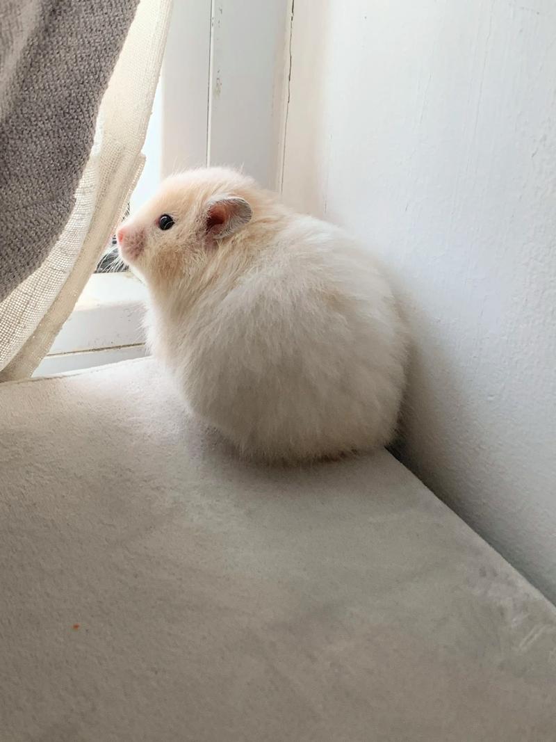 �հװ�����������ţ��Ů�� 12�������ڲ�ѯ��ţ