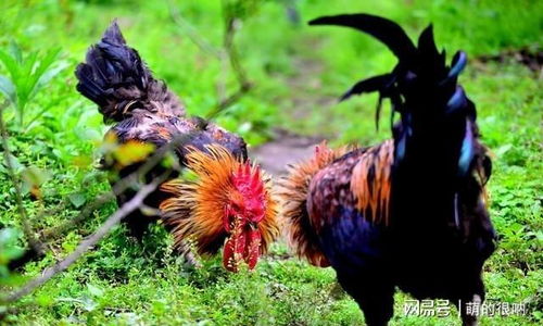 �и��μ���������Ů��ʲôԤ��_�и��μ�����������Ů��Ԥʾ��ʲ