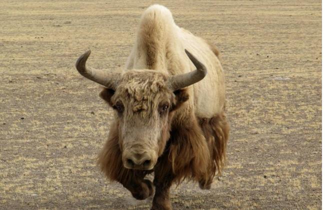 属虎和属猴相冲怎么办 属虎和属猴相冲怎么办