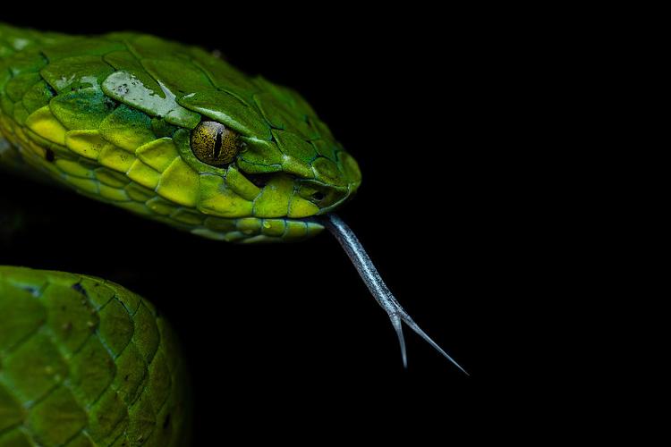 本命年九红如何提升生肖马的冲突解决能力(本命年九红是否会影响生肖马的冲突解决能力) 本命年九红如何提升生肖马的冲突解决能力(本命年九红是否会影响生肖马的冲突解决能力)