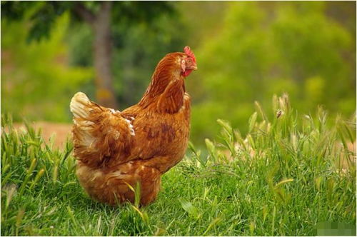 һЩ  (ͻȦˮɴȫͼ)