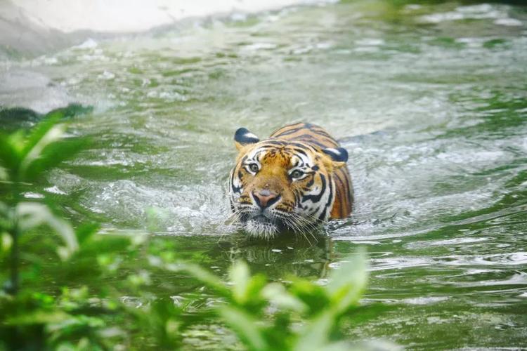 ��Ա������ɷ���˭(����������������Ϲ�)